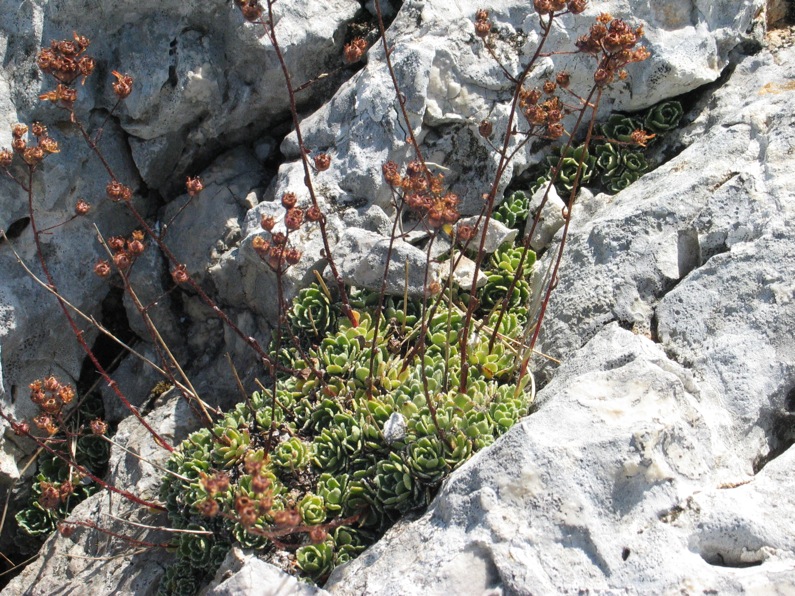 Saxifraga paniculata / sassifraga alpina